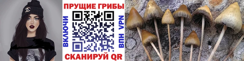 Галлюциногенные грибы GOLDEN TEACHER  Руза 